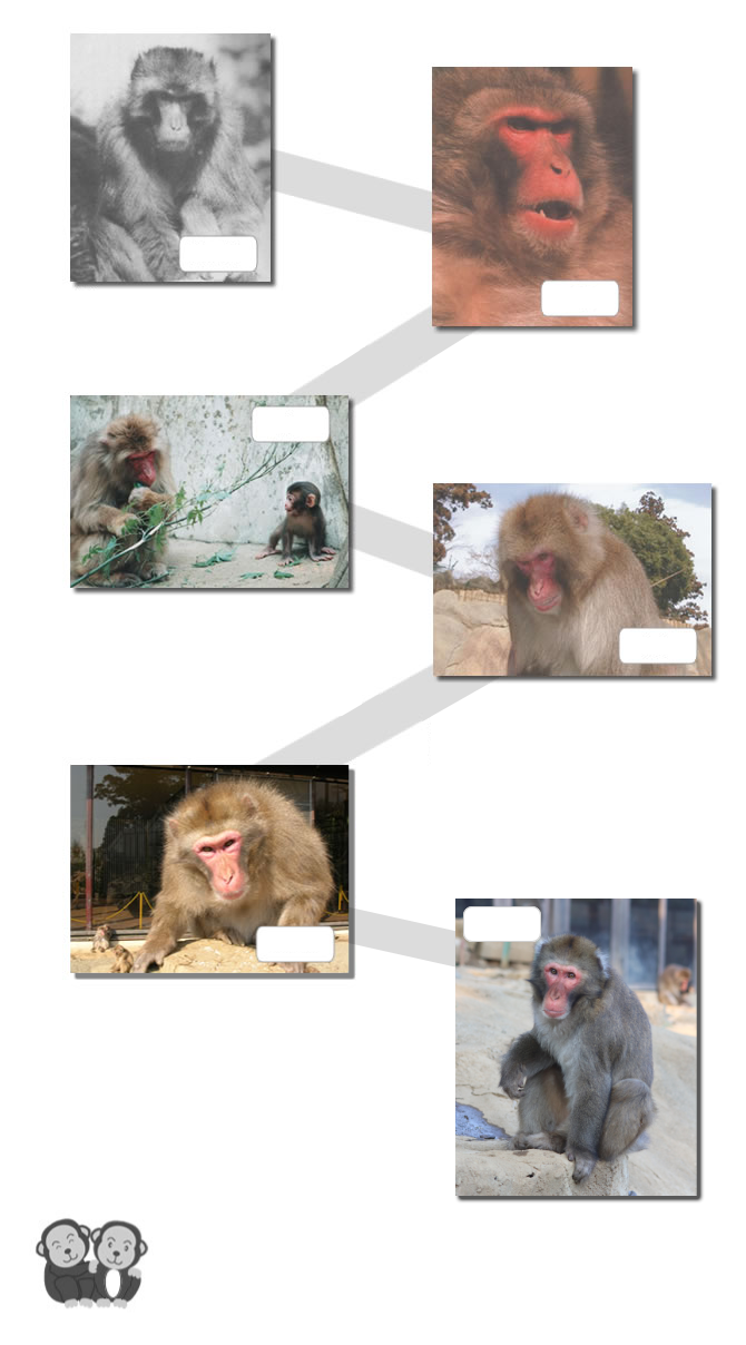 歴代のボス猿 | 高尾山さる園・野草園